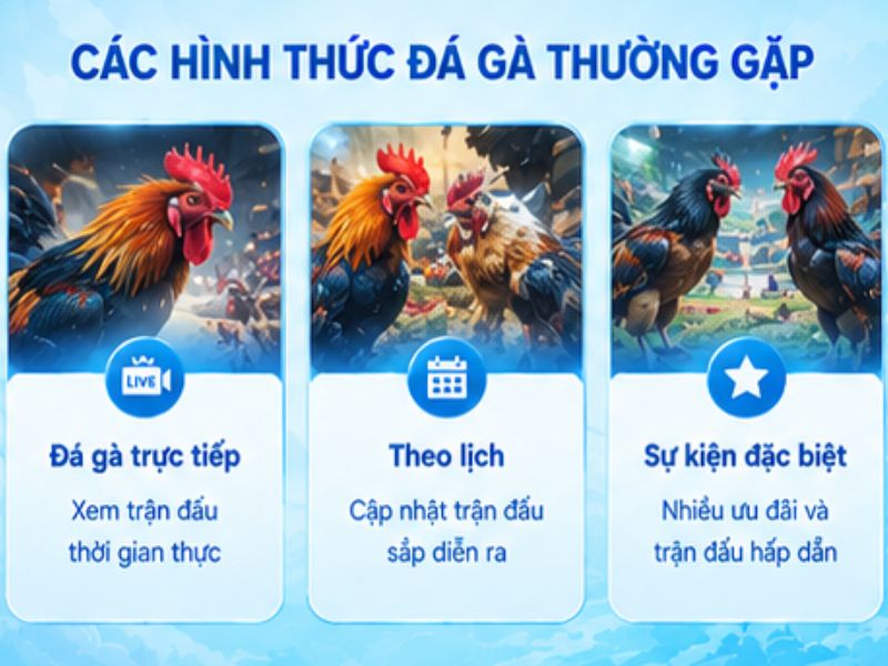 Các Hình Thức Đá Gà Thường Được Quan Tâm