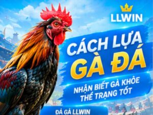 Cách Lựa Gà Đá LLWIN