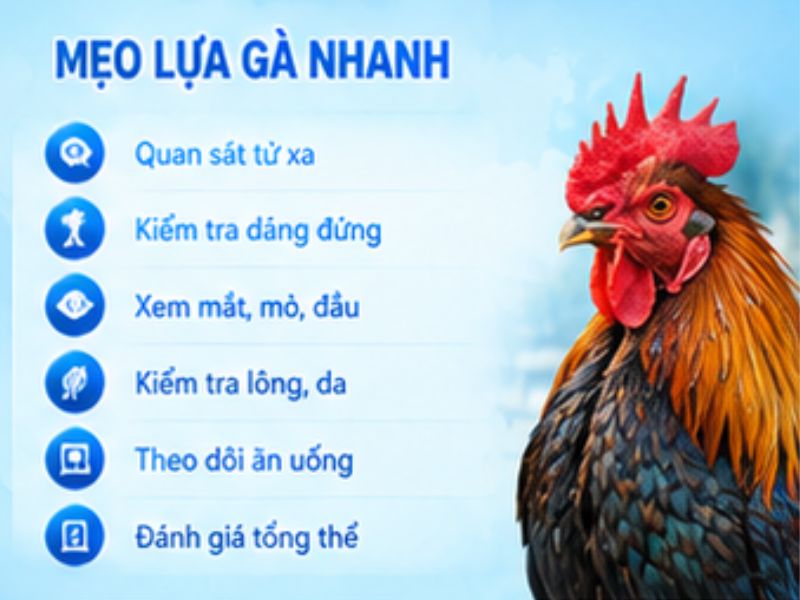 Cách kiểm tra nhanh khi lựa gà