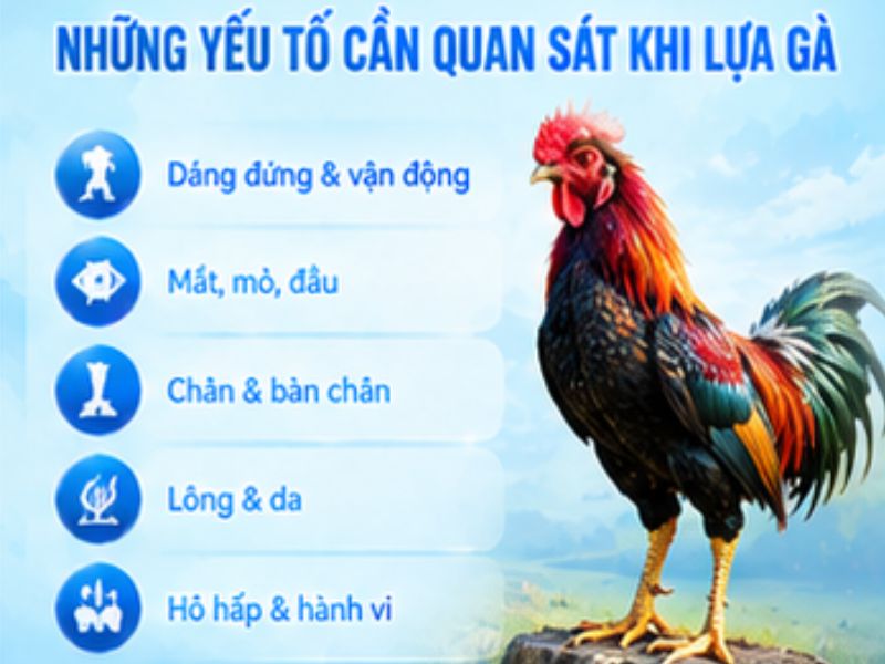 Cách lựa gà đá khỏe cần nhìn những gì?