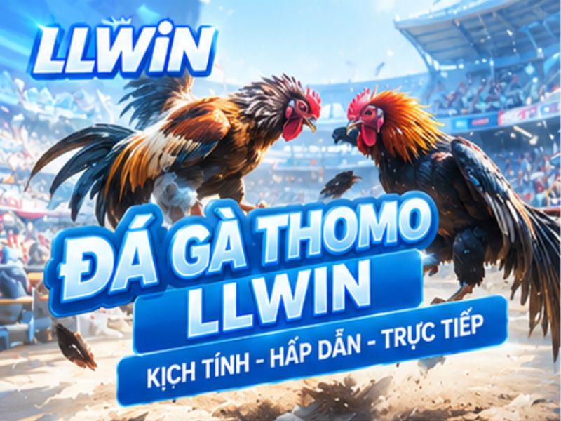 Đá Gà Thomo LLWIN